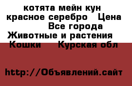 котята мейн кун, красное серебро › Цена ­ 30 - Все города Животные и растения » Кошки   . Курская обл.